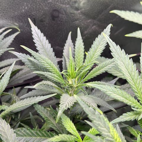 Lemon Cherry Gelato 🍋🍒 growlog timeline photo