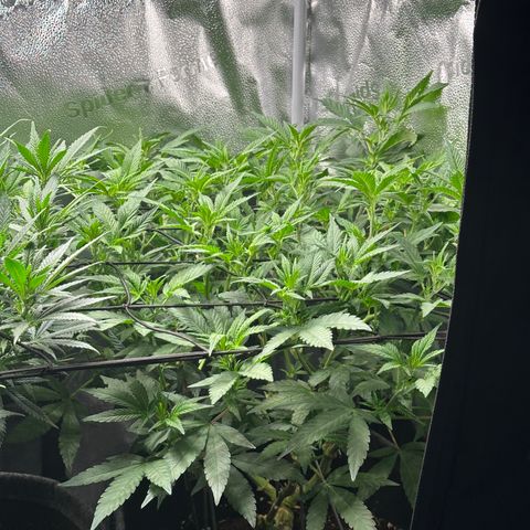 Watermelon Zkittlez 🍉🍭 growlog timeline photo