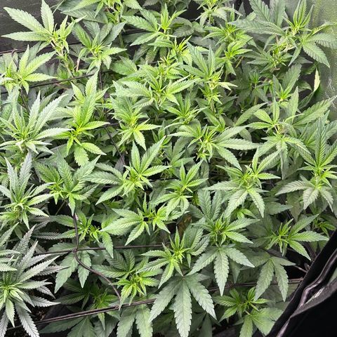 Watermelon Zkittlez 🍉🍭 growlog timeline photo