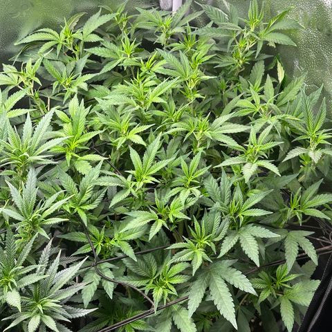 Watermelon Zkittlez 🍉🍭 growlog timeline photo