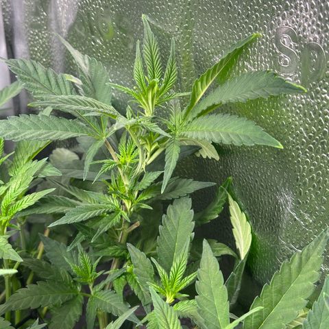 Watermelon Zkittlez 🍉🍭 growlog timeline photo