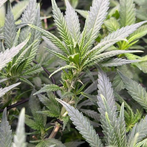 Lemon Cherry Gelato 🍋🍒 growlog timeline photo