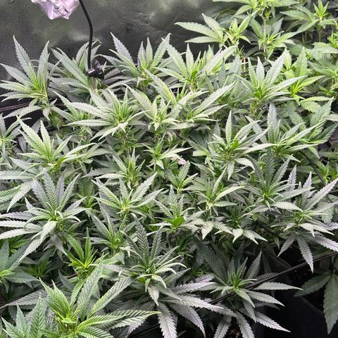 Lemon Cherry Gelato 🍋🍒 growlog timeline photo