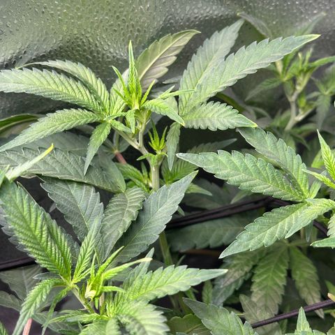 Watermelon Zkittlez 🍉🍭 growlog timeline photo