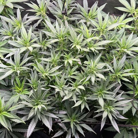 Lemon Cherry Gelato 🍋🍒 growlog timeline photo