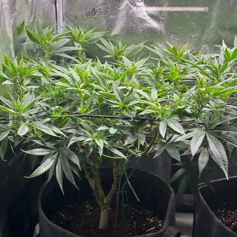 Pineapple Express 🍍 growlog timeline photo