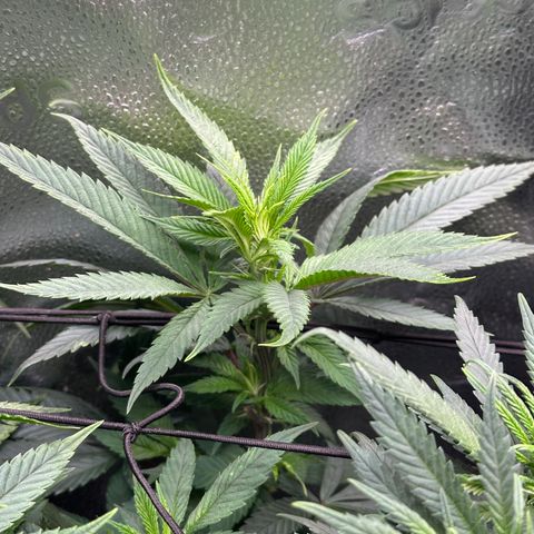 Pineapple Express 🍍 growlog timeline photo