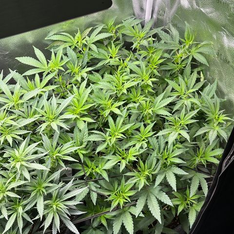 Watermelon Zkittlez 🍉🍭 growlog timeline photo