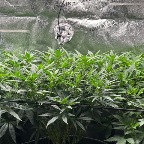 Lemon Cherry Gelato 🍋🍒 growlog timeline photo
