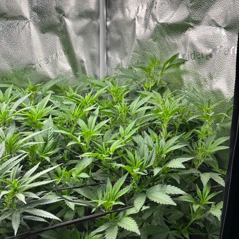 Watermelon Zkittlez 🍉🍭 growlog timeline photo
