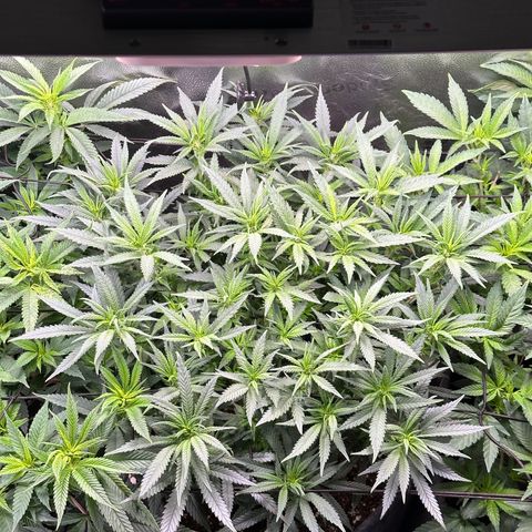 Lemon Cherry Gelato 🍋🍒 growlog timeline photo