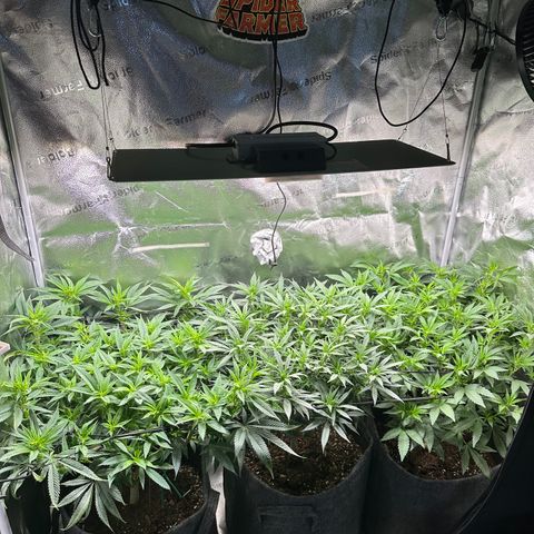Lemon Cherry Gelato 🍋🍒 growlog timeline photo