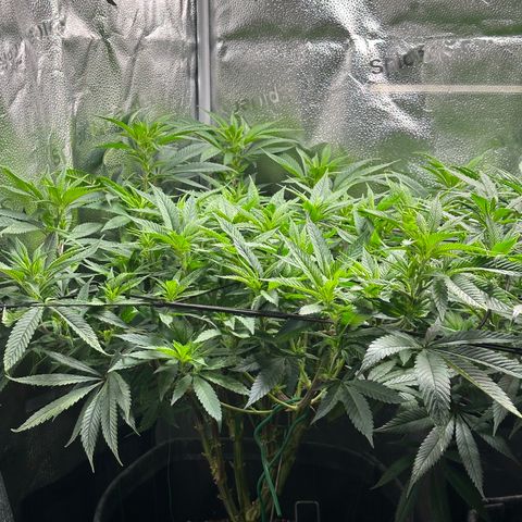 Pineapple Express 🍍 growlog timeline photo