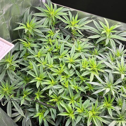 Pineapple Express 🍍 growlog timeline photo