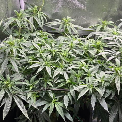 Pineapple Express 🍍 growlog timeline photo