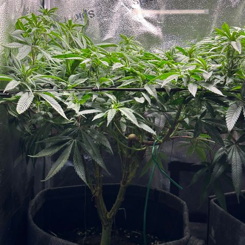Pineapple Express 🍍 growlog timeline photo