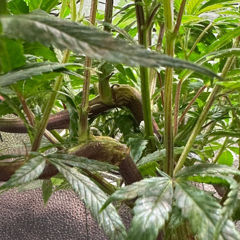 Pineapple Express 🍍 growlog timeline photo