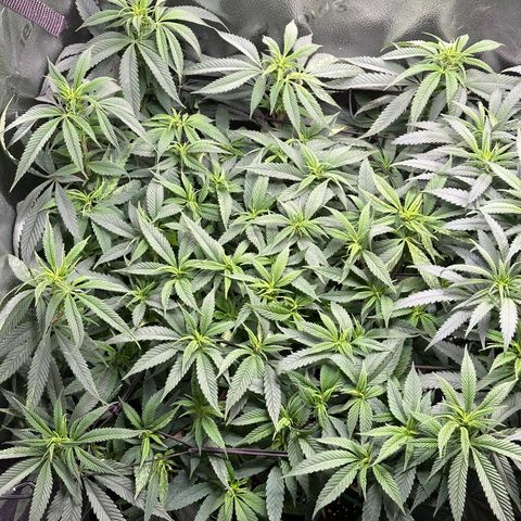 Pineapple Express 🍍 growlog timeline photo