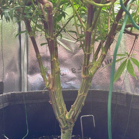 Pineapple Express 🍍 growlog timeline photo