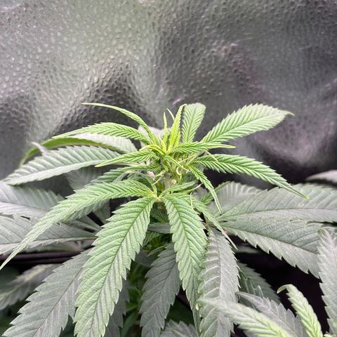 Pineapple Express 🍍 growlog timeline photo