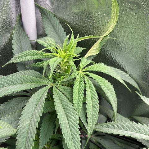 Pineapple Express 🍍 growlog timeline photo