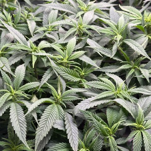 Pineapple Express 🍍 growlog timeline photo