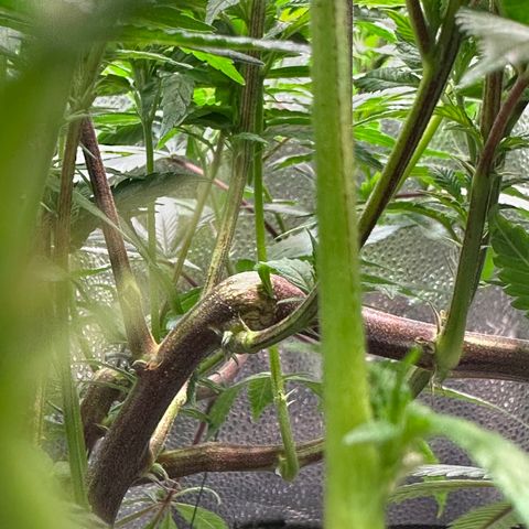 Pineapple Express 🍍 growlog timeline photo