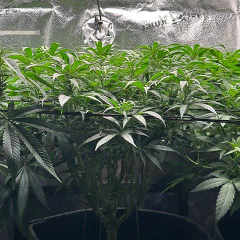 Lemon Cherry Gelato 🍋🍒 growlog timeline photo