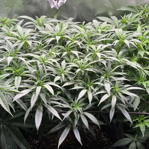 Lemon Cherry Gelato 🍋🍒 growlog timeline photo