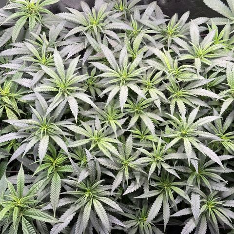 Lemon Cherry Gelato 🍋🍒 growlog timeline photo
