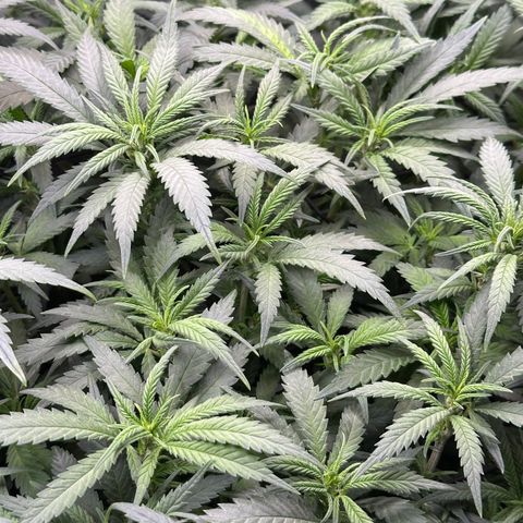 Lemon Cherry Gelato 🍋🍒 growlog timeline photo