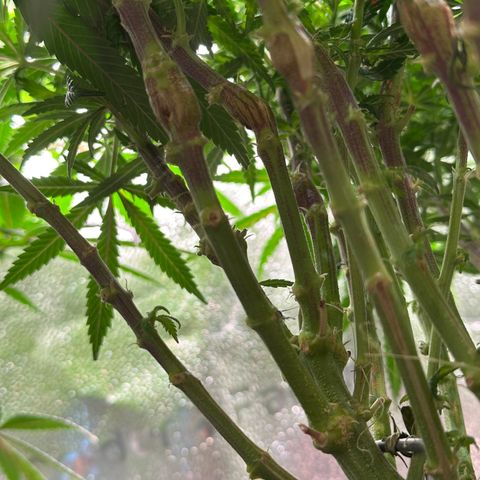 Lemon Cherry Gelato 🍋🍒 growlog timeline photo