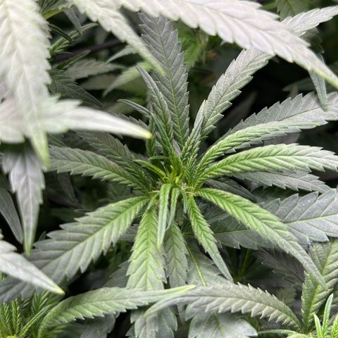 Lemon Cherry Gelato 🍋🍒 growlog timeline photo