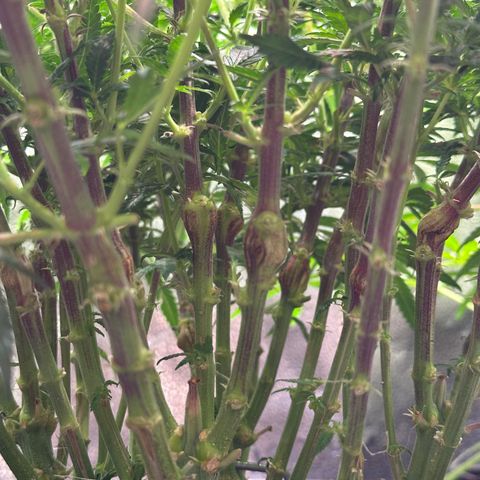 Lemon Cherry Gelato 🍋🍒 growlog timeline photo