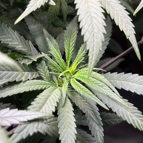 Lemon Cherry Gelato 🍋🍒 growlog timeline photo