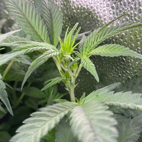Watermelon Zkittlez 🍉🍭 growlog timeline photo