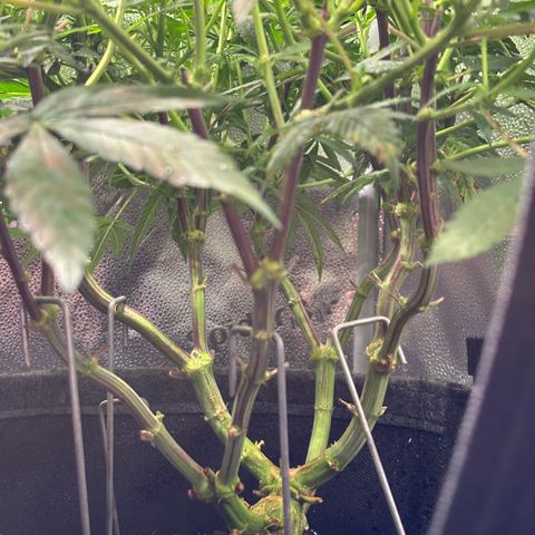 Watermelon Zkittlez 🍉🍭 growlog timeline photo
