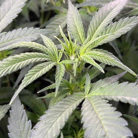 Watermelon Zkittlez 🍉🍭 growlog timeline photo