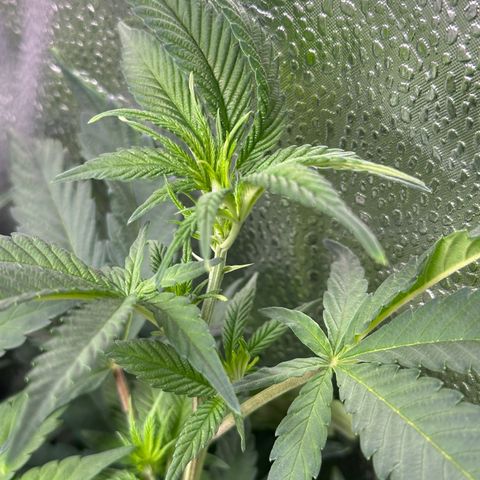 Watermelon Zkittlez 🍉🍭 growlog timeline photo