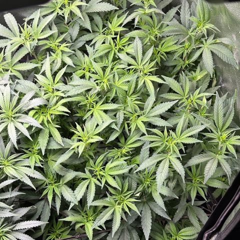 Watermelon Zkittlez 🍉🍭 growlog timeline photo