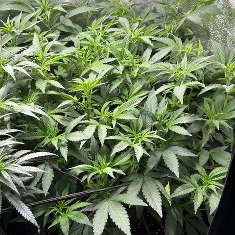 Watermelon Zkittlez 🍉🍭 growlog timeline photo