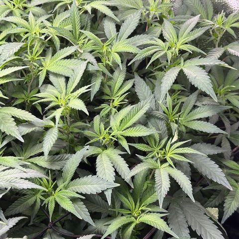 Watermelon Zkittlez 🍉🍭 growlog timeline photo