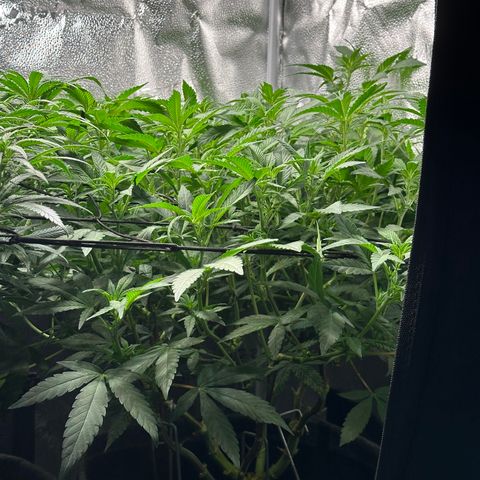 Watermelon Zkittlez 🍉🍭 growlog timeline photo