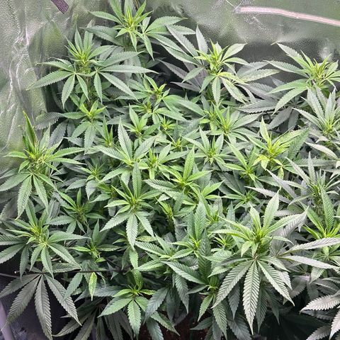 Pineapple Express 🍍 growlog timeline photo