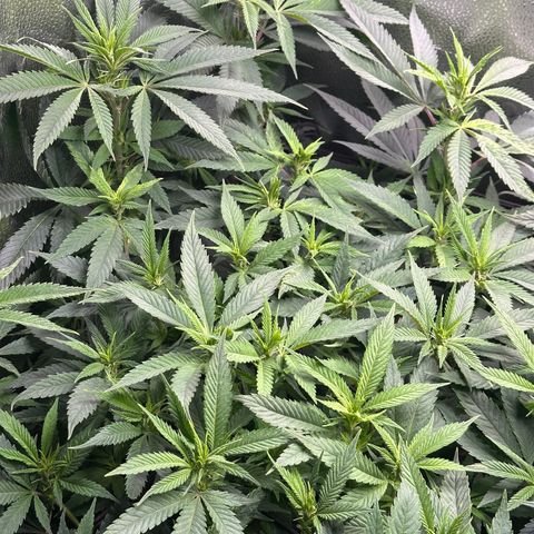 Pineapple Express 🍍 growlog timeline photo