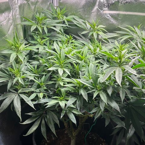 Pineapple Express 🍍 growlog timeline photo