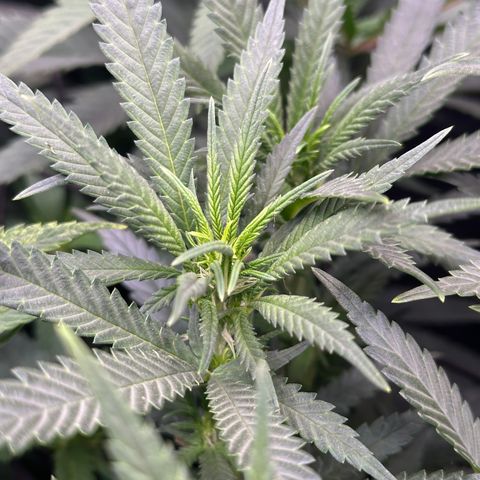 Lemon Cherry Gelato 🍋🍒 growlog timeline photo