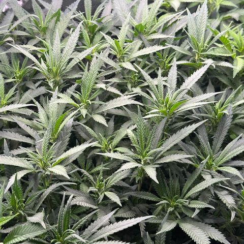 Lemon Cherry Gelato 🍋🍒 growlog timeline photo