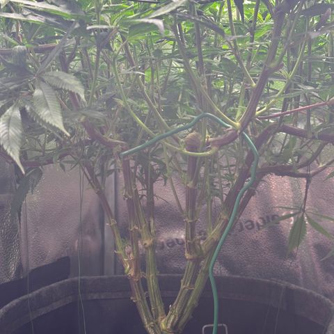 Pineapple Express 🍍 growlog timeline photo