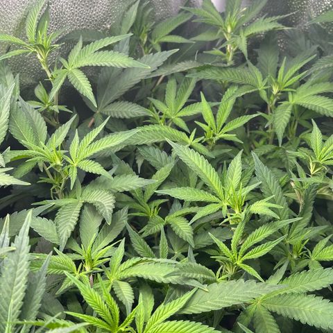 Watermelon Zkittlez 🍉🍭 growlog timeline photo